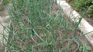 18 июня Видео привет с Подмосковной дачи.