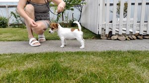 Уроки для принцессы