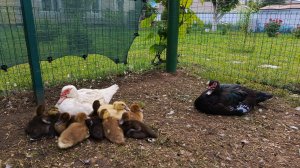 Утиное видео 🦆 Шустрые индоутята. Пытаюсь подружить мамашек🤦