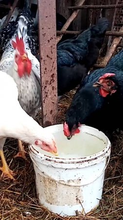 ЧУДО СРЕДСТВО для кур.
