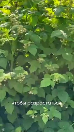 Хотите получать большие урожаи малины?