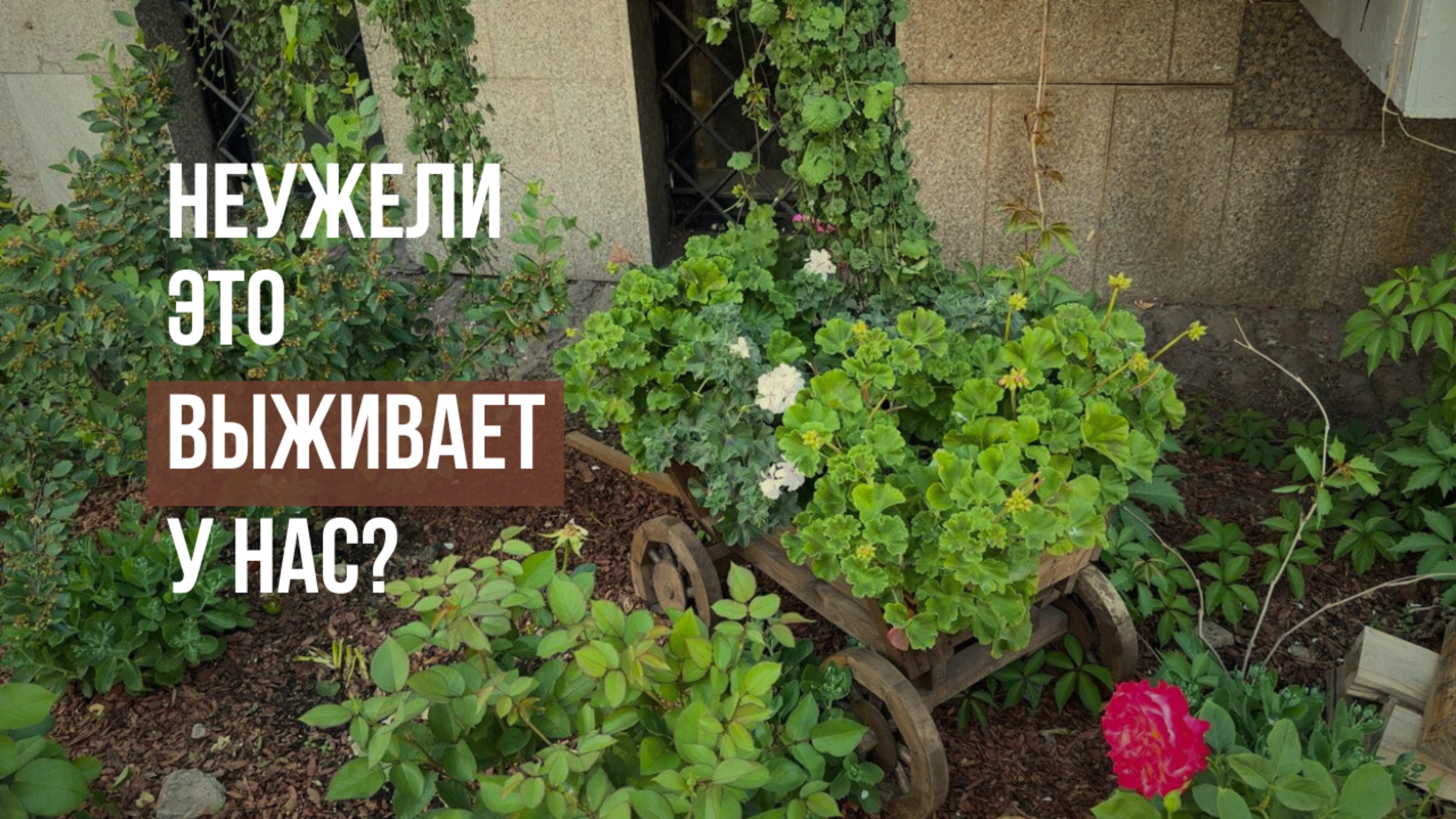 Озеленение общественных пространств. Решения для Севера.