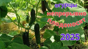 Огурцы плодоносят непрерывно. Эфективная органическая подкормка.