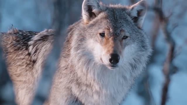 Одинокий волк 🐺