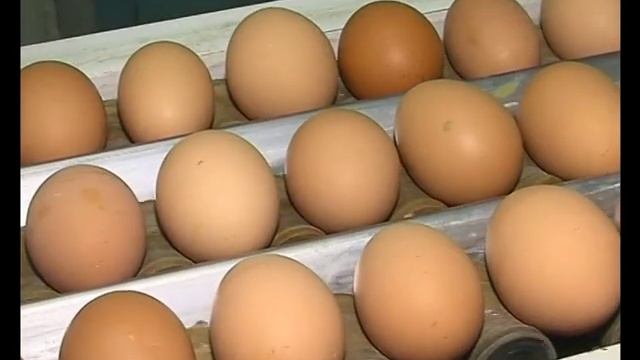 Учебно-методический фильм «Пробиотики в птицеводстве» смотреть онлайн