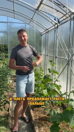 Формирование огурцов в теплице