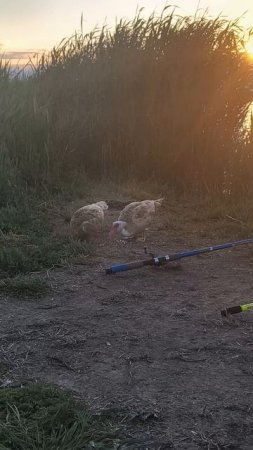 Отдых на природе. Кормлю уток.