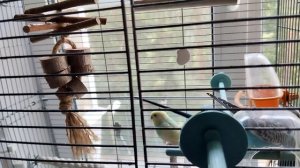 Джентльмен (Видео о том, как сильно волнистые попугайчики любят салатик)