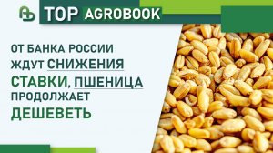 От Банка России ждут снижения ставки, пшеница продолжает дешеветь | TOP Agrobook: обзор агроновостей