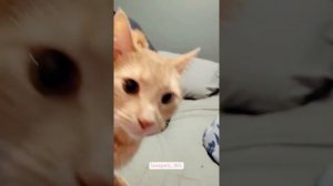 Котики