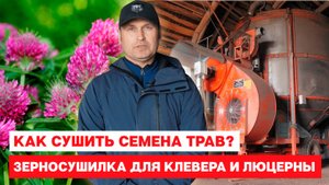 Как сушить семена трав. Зерносушилка для клевера и люцерны.