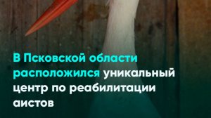 В Псковской области расположился уникальный центр по реабилитации аистов