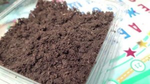 Перезалив видео // Посадили томаты на рассаду// сажаем свои первые помидоры