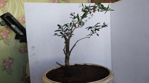 √1 гранат 111 (Бонсай)