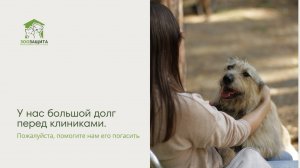 У нас образовался большой долг перед клиниками. Пожалуйста, помогите нам его погасить