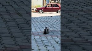 Почти охотник
