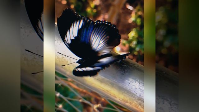 С ДНЁМ БАБОЧЕК! 🦋🦋🦋🥰