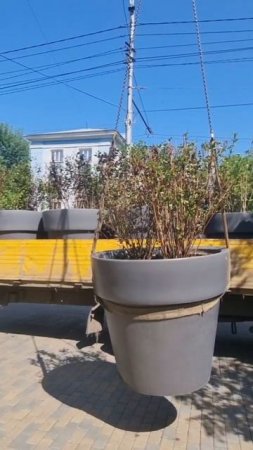 Вазоны с кустарниками