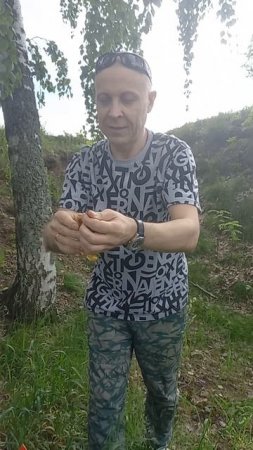 медвед
