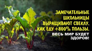 Замечательные школьницы выращивают свеклу — Еду +800% пользы. Весь мир будет здоров!
