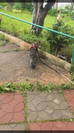 прикол с животными