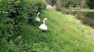 Лебеди в Ивановке Амурской  области - август 2019 г