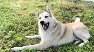 Волчан и Чида в играх