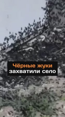Черные жуки захватили село...