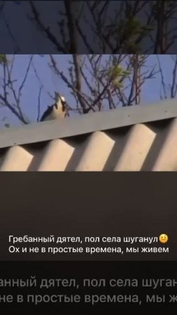 Дятел напугал половину села
