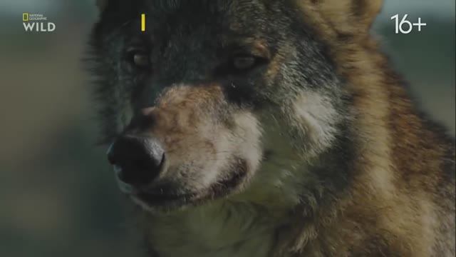 Nat Geo Wild Дикие охотники Волки и шакалы