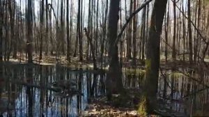Прогулки с Вестой в межсезонье