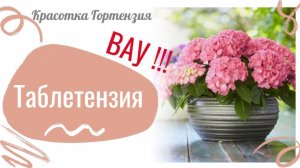 Таблетензия 🌺🌿❤️