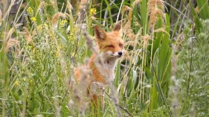 Лисёнок ( Vulpes vulpes )