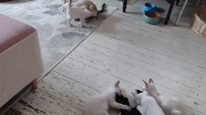 Котята получили новую игрушку - настоящий хвост