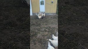 Доброе утро у курочек🐔