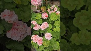 Навес готов (домик для пеларгоний)