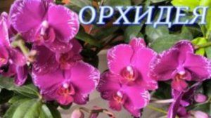 №1092/ СВЕЖИЕ шикарные ОРХИДЕИ в маг. ОРХИДЕЯ
