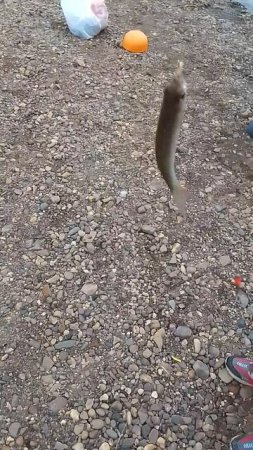 VID_20250617_115529.mp4