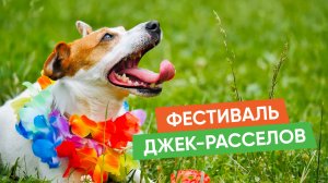 Фестиваль Джек-Расселов в Москве