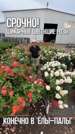 Цветущие, взрослые розы срочно! Где? Конечно в "ЁЛЫ-ПАЛЫ"