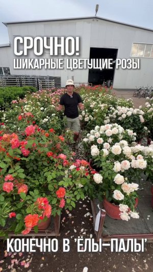 Цветущие, взрослые розы срочно! Где? Конечно в "ЁЛЫ-ПАЛЫ"
