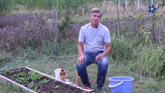 4 способа победить садовых муравьев