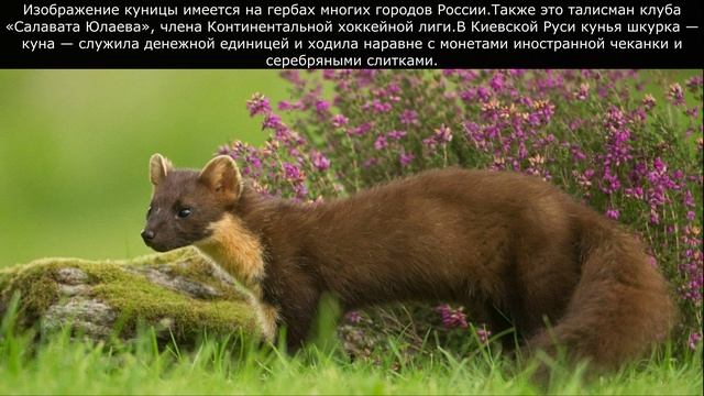 Служила денежной единицей