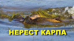 Рыбалка. КАРП  на НЕРЕСТЕ. #рыбалка #карп #нерест #fishing