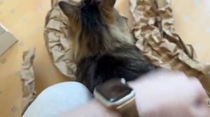 Соседский кот пришел в дом - 2025 год (uu)