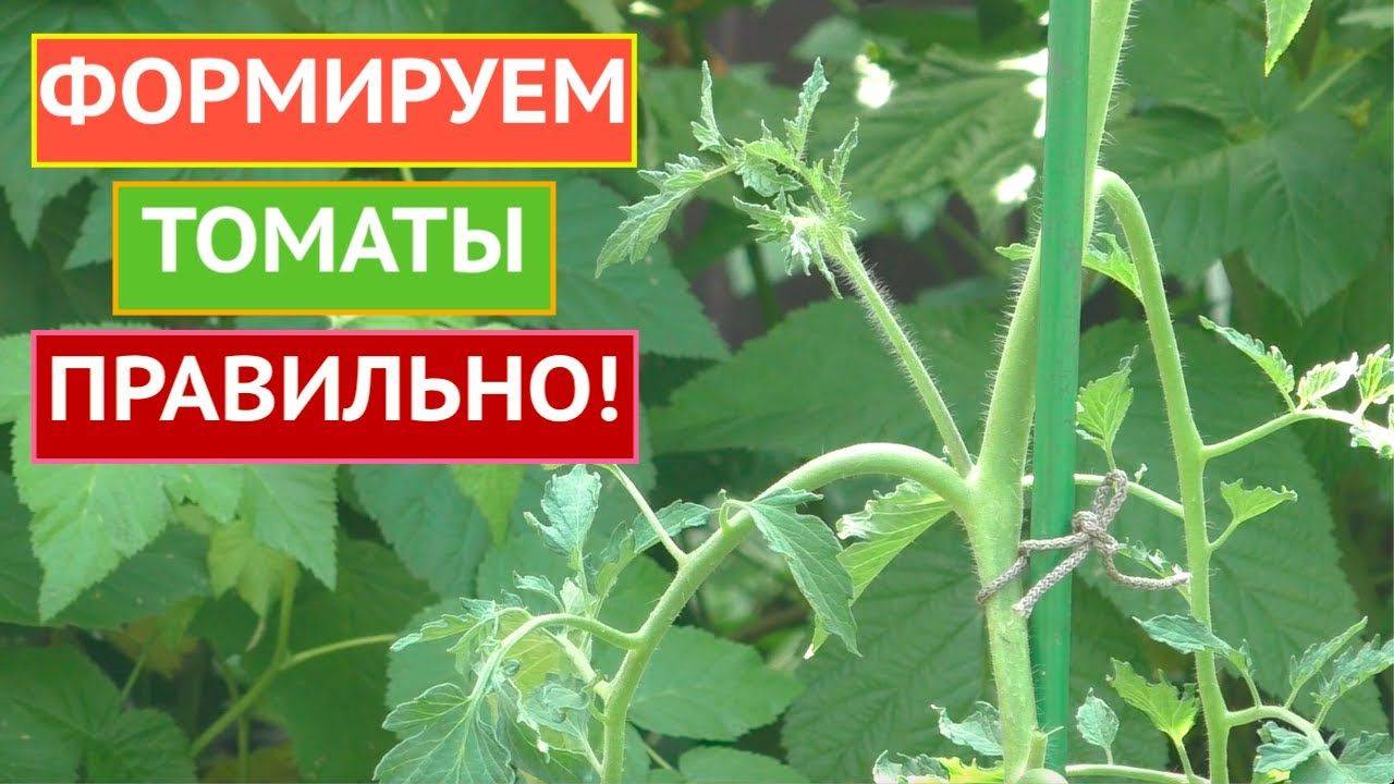 ТОМАТЫ ФОРМИРУЮ только так! Урожай всегда отличный!