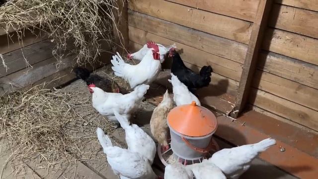 У нас пополнение. Теперь они будут жить с нами. Готовим с любовью. Жизнь простых людей в деревне.