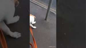 Милая щенуля Веста ищет дом❤️