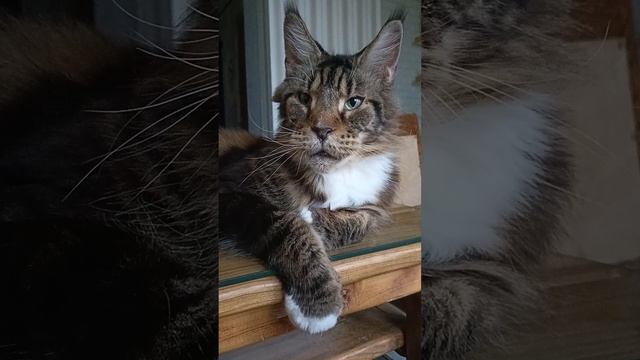 Лоря,🐱Ты же уже кушал сегодня? ❤️