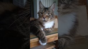 Лоря,🐱Ты же уже кушал сегодня? ❤️